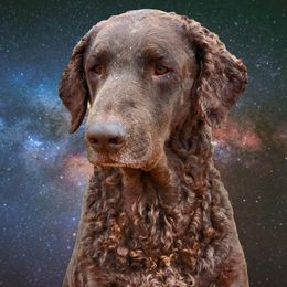 Eve - Curly-Coated Retriever