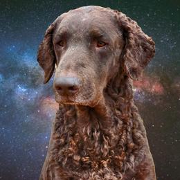 Eve - Curly-Coated Retriever