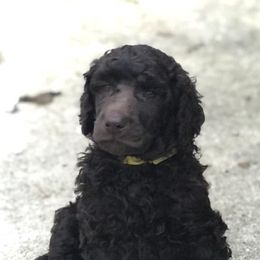 Poodles from Genesis Poodles