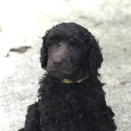Poodles from Genesis Poodles