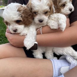 Cavapoo Puppies from Ellas.Pups