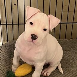 Olaf - White male American Staffordshire Terrier puppy in Marietta, Georgia from Ambition Amstaffs
