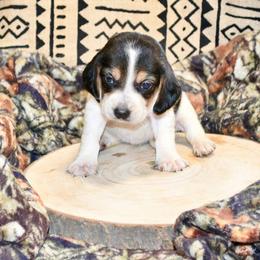 Galadriel - Black and tan female Beagle puppy in Viper, Kentucky from Mountain Top
