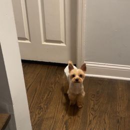 Leo - Yorkshire Terrier