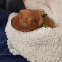 Girl 3 - female Golden Retriever puppy in Fort White, Florida from Triple-s-kennel