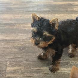 Rowdy (Yorkie) - Black and gold male Shorkie puppy in Atoka, Oklahoma from Boggy Depot Cavaliers & Friends