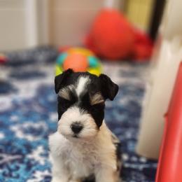 Little guy - Parti male Miniature Schnauzer puppy in Trinity, Alabama from C&E'S Schnauzers