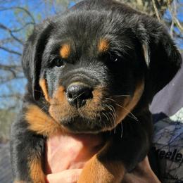 Ninja (Baby blue collar) - Black and mahogany female Rottweiler puppy in Clarksburg, West Virginia from Vom Peiffley Rottweilers, LLC