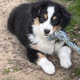 Girl 1 - Black tri Miniature American Shepherd puppy in Texas from Epic Miniature American Shepherds