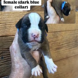 Dark blue - Fawn female Boxer puppy in Ohio from S & B Boxers
