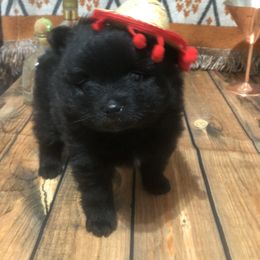 Pomeranian Puppies from Mac Daddy Poms