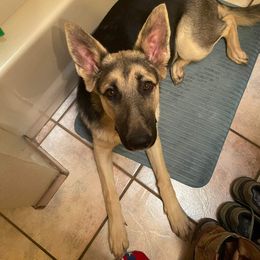 German Shepherd All Grown Up from Freiheit Von Himmel  Shepherds