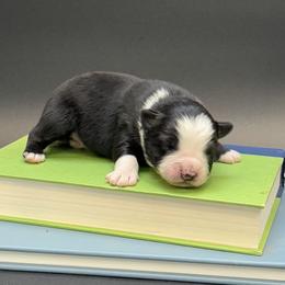 Montana - Black tri male Miniature Australian Shepherd puppy in Covington, Pennsylvania from Rigas Mini Aussies LLC