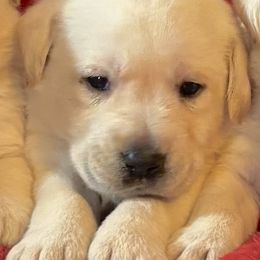 Yellow girl 6 - Yellow female Labrador Retriever puppy in Jamestown, Ohio from Heartlands Quality Labrador Retrievers