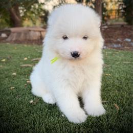 Lime green - White male Samoyed puppy in Paulden, Arizona from Carefree Samoyeds & Deserthills Labradors