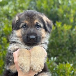 Twix - Black and tan male German Shepherd puppy in Warwick, Rhode Island from Karma Kennels