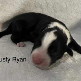 Rusty Ryan - Black male Border Collie puppy in Crawfordsville, Indiana from Rescued Dreams Border Collies