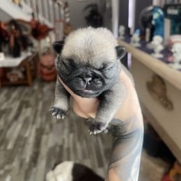 Conway - Fawn male Pug puppy in Winter Haven, Florida from The Pugarazzi