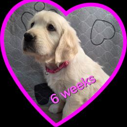 Pink girl - Light golden female Golden Retriever puppy in Albuquerque, New Mexico from Teeter's Desert  Goddess Goldens