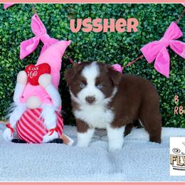 Ussher - Red tri male Miniature Australian Shepherd puppy in Madisonville, Texas from Flying LL Aussies