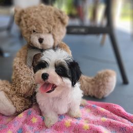 Puppy4 - Piebald male Morkie puppy in Loxahatchee, Florida from Cristy's Morkies