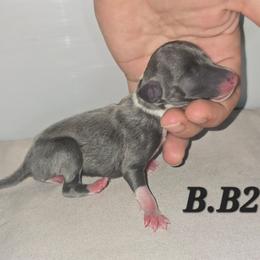 Blue - Blue male Italian Greyhound puppy in Frostproof, Florida from Quality Italian Greyhounds
