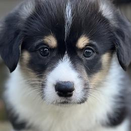 Boy 1 - Pembroke Welsh Corgi puppy in Sparta, New Jersey from CrestCottage Corgis