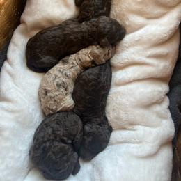 Goldendoodle puppies from Sweet Southern Doodles