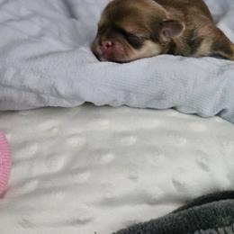 Dobie - Chocolate and tan male Shih Tzu puppy in Kings Mountain, North Carolina from NC Shih Tzus by Tammy