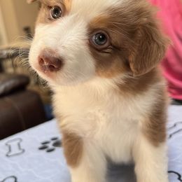 River - Red tri-color female Miniature American Shepherd puppy in Carson City, Nevada from Springhill Miniature American Shepherds