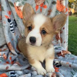 Green - White and red male Pembroke Welsh Corgi puppy in Beulaville, North Carolina from Windy Acres Pembroke Welsh