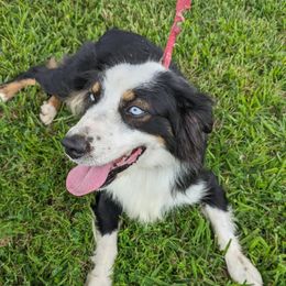 Daisy - Australian Shepherd