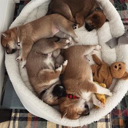 Shiba Inu Puppies from OlyInu
