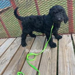Bourbon - Black male Goldendoodle puppy in Water Valley, Mississippi from Olympian Doodles