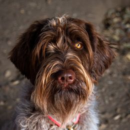 Nola - Wirehaired Pointing Griffon