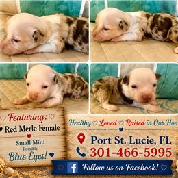 Girl 4 - Red merle female Miniature Australian Shepherd puppy in Port Saint Lucie, Florida from Charlene Brannon's Mini Australian Shepherds