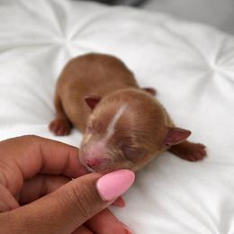 Boy 2 - Chocolate and tan male Yorkshire Terrier puppy in Selden, New York from Alisha's Yorkshire Terriers