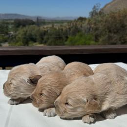 Boy 2 - Light golden male Golden Retriever puppy in San Jacinto, California from Golden Retriever Puppy Bliss