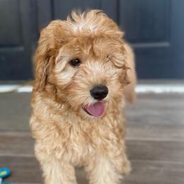 Hero - Apricot male Goldendoodle puppy in Modesto, California from Central Valley Canine Companions
