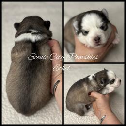 Ethel - Silver and white female Pomsky puppy in Rossville, Georgia from Scenic City Pomskies