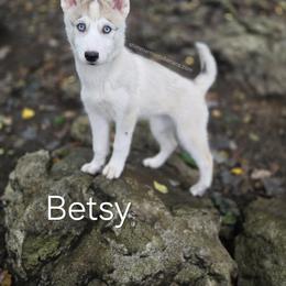 Betsy - Agouti and white female Siberian Husky puppy in Stanhope, New Jersey from Shimmermint Siberians