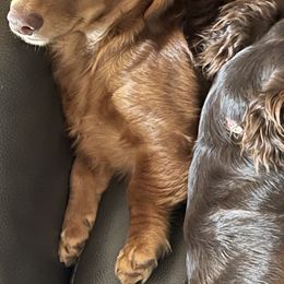 Dachshunds and Doberman Pinschers from Cornerstone Dobermans and Dachshunds