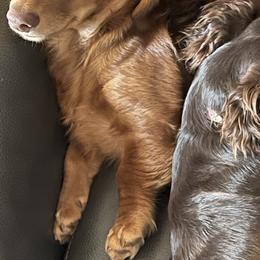 Dachshunds and Doberman Pinschers from Cornerstone Dobermans and Dachshunds