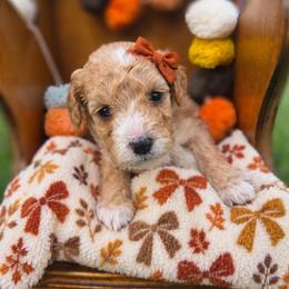 Autumn- can Christmas hold - female Cavapoochon puppy in Bullard, Texas from Cavapoochon Central LLC