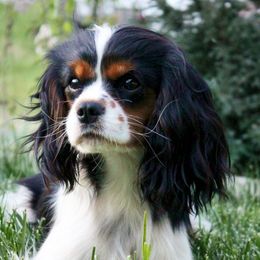 Cavalier King Charles Spaniels from Beariver Cavaliers