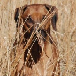 Rhodesian Ridgebacks from Elizabeth Lane's Rhodesian Ridgebacks