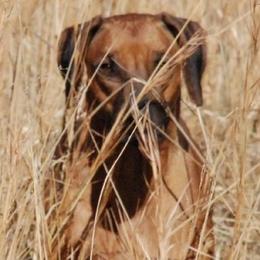 Rhodesian Ridgebacks from Elizabeth Lane's Rhodesian Ridgebacks