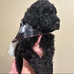 Poodle Puppies from Semmy’s standard Poodle