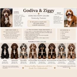 Goldendoodle puppies from Gentle Paw Goldendoodles