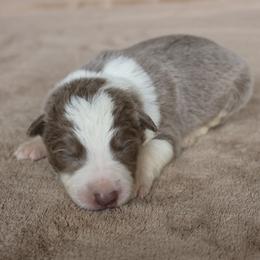 Green Collar - Lilac male Border Collie puppy in Courtland, Alabama from C Bar C Ranch Border Collies